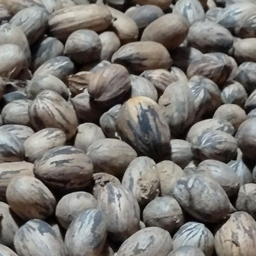 Pecans Cracked (Foraged)