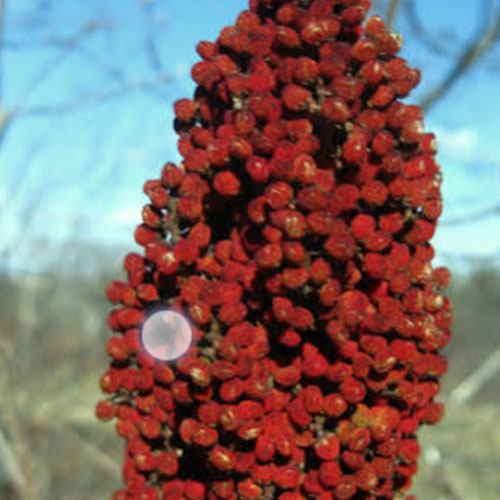 Smooth Sumac Berry (Foraged)