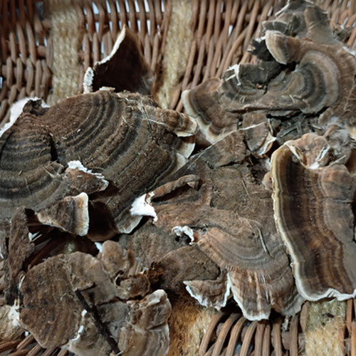 Wild Turkey Tail Mushroom