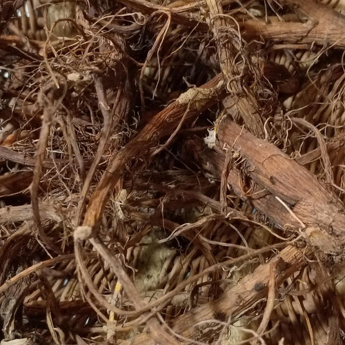Dandelion Roots (foraged)