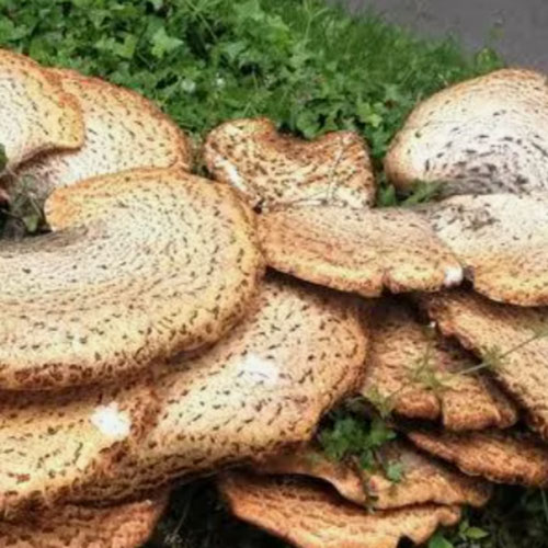 Pheasant Back Mushroom (Foraged)