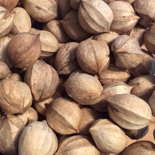 Hickory Nuts Cracked (Foraged)