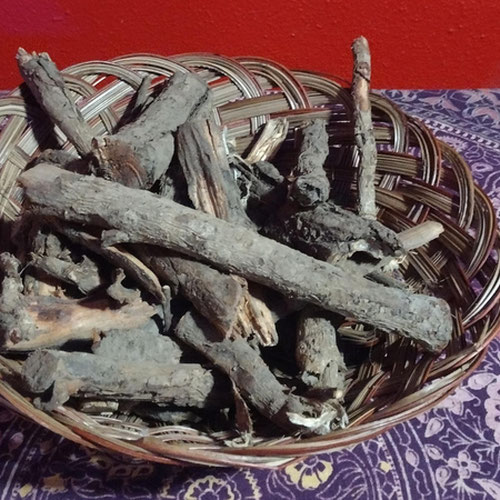 Sassafras Root (Foraged)
