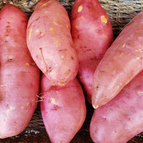 Beauregard Sweet Potato Bag ( 5 lbs) from Sligo Farm — Huntsville Food Hub