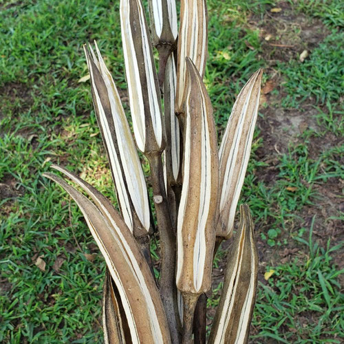 Dried Okra Pods