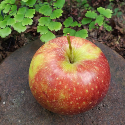 Jonagold Apple Bag (approximately 3 lbs) from Sligo Farm — Huntsville Food Hub