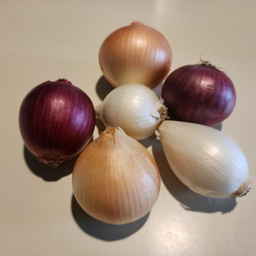 Onions , Assorted from Sligo Farm — Huntsville Food Hub