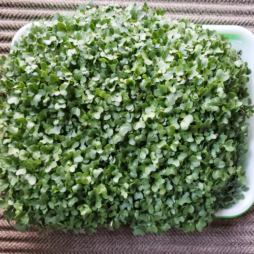 Mild Microgreen Mix