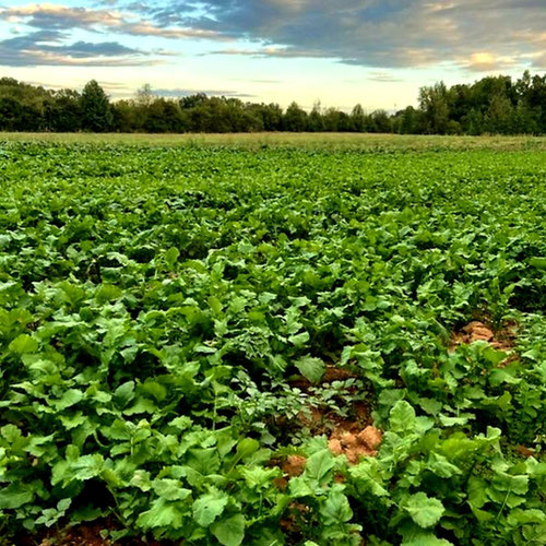 Bag Of Greens ( 2 lbs.)