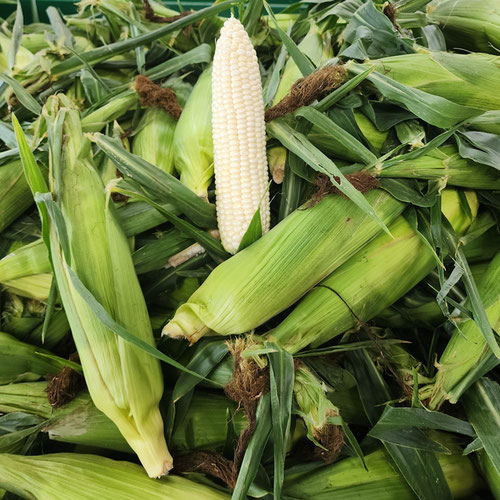 Silver King Corn ( 1 dozen) from Sligo Farm — Huntsville Food Hub