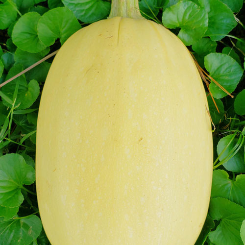 Spaghetti Squash from Sligo Farm — Huntsville Food Hub