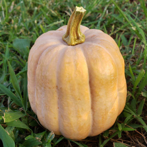 Autumn Frost Squash from Sligo Farm — Huntsville Food Hub