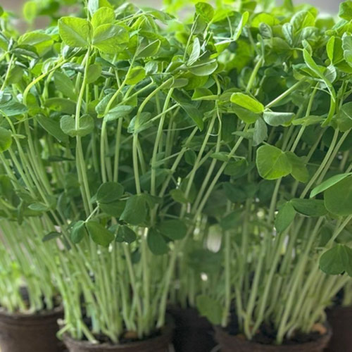 Sugar Snow Pea Shoots