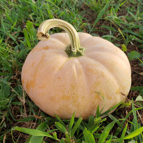 Butterkin squash from Sligo Farm — Huntsville Food Hub