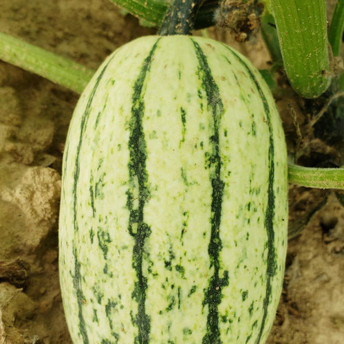Delicata Squash from Sligo Farm — Huntsville Food Hub