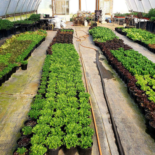 The Original Assorted Gourmet Lettuce - Sligo Farm