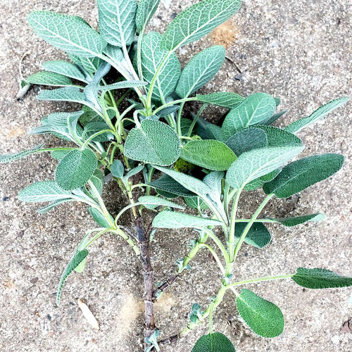 Fresh Sage (approximately 1 oz.) from Sligo Farm — Huntsville Food Hub