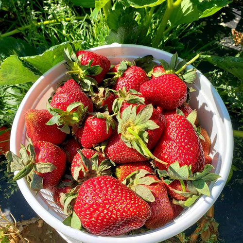 Strawberry Basket From Sligo Farm