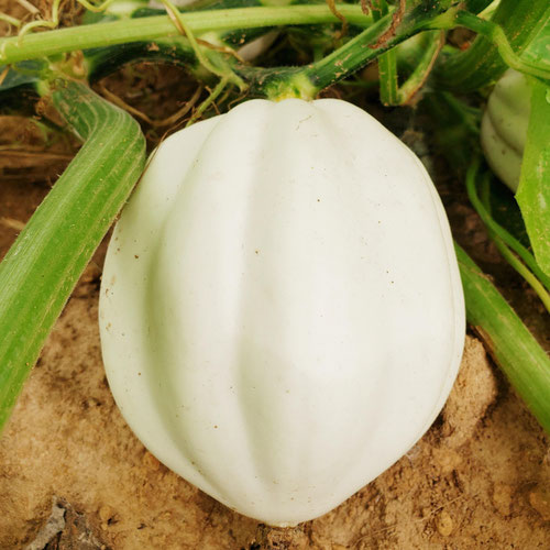 Mash Potato Squash from Sligo Farm — Huntsville Food Hub