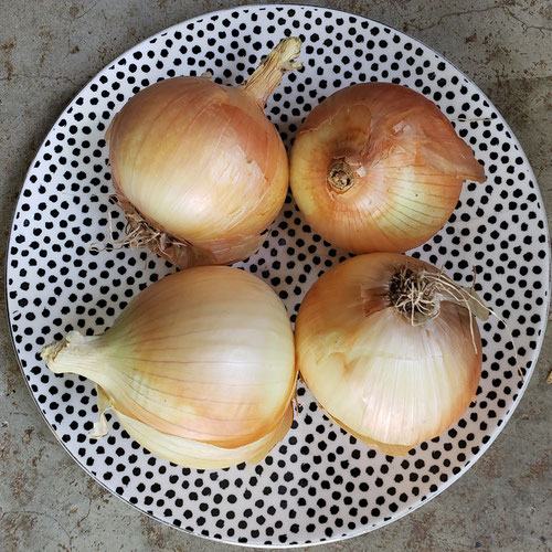 Yellow Onions - Sligo Farm from Sligo Farm — Huntsville Food Hub
