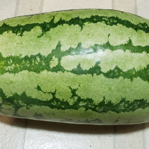 Jubilee Hybrid Watermelon - Medium from Sligo Farm — Huntsville Food Hub