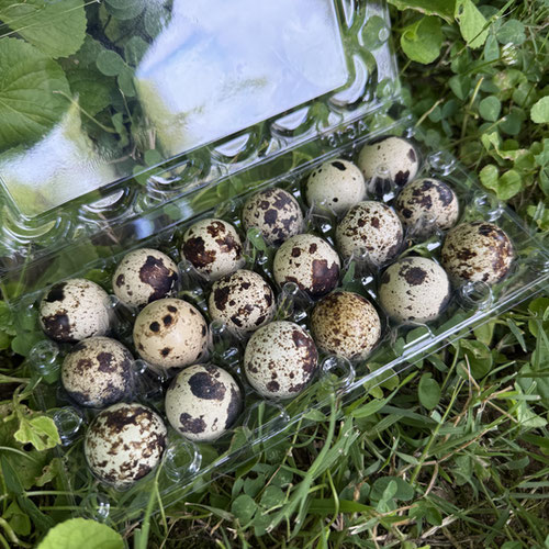 Quail Eggs