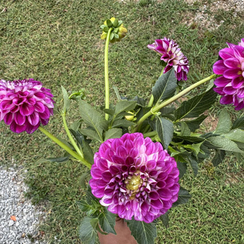 Pretty Petals dahlia bouquet no filler:5-10 stems(wrapped) from Atlanta’s Pretty Petals — Huntsville Food Hub