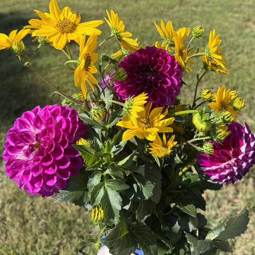 Pretty Petals dahlia bouquet with filler: 5-10 stems(wrapped) from Atlanta’s Pretty Petals — Huntsville Food Hub