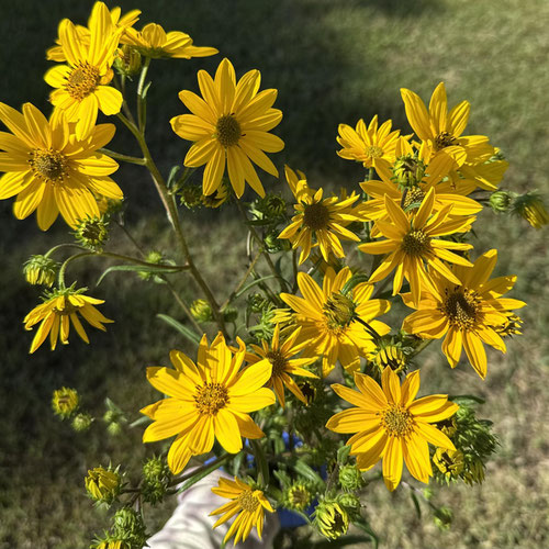Pretty Petals autumnal (mini) sunflowers-wrapped(7-10) stems from Atlanta’s Pretty Petals — Huntsville Food Hub