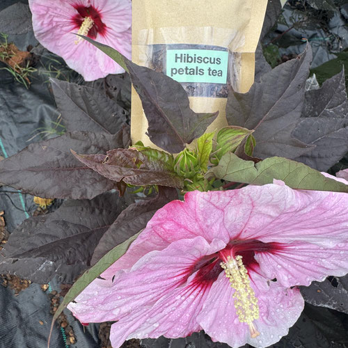 Hibiscus Petals- 4 oz. Loose leaf tea from Atlanta’s Pretty Petals — Huntsville Food Hub