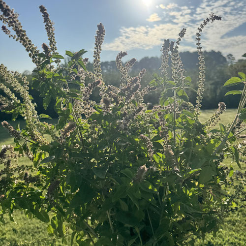 Pretty Petal farm grown tulsi basil(wrapped)-5 stems from Atlanta’s Pretty Petals — Huntsville Food Hub