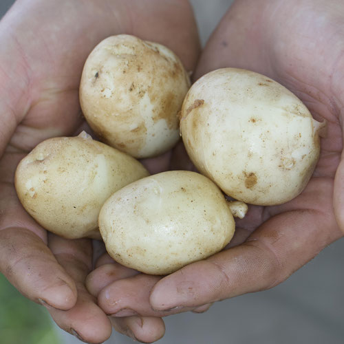 Kennebec from Beason’s Farm & Market — Huntsville Food Hub