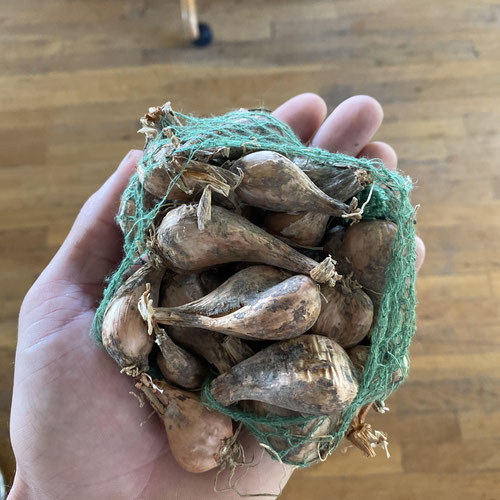 French grey shallot from Beason’s Farm & Market — Huntsville Food Hub