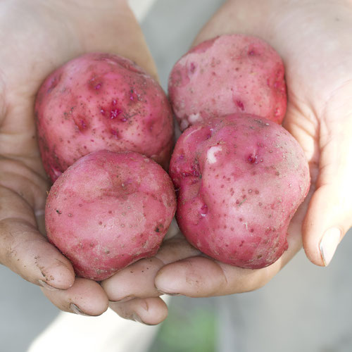Red Pontiac from Beason’s Farm & Market — Huntsville Food Hub