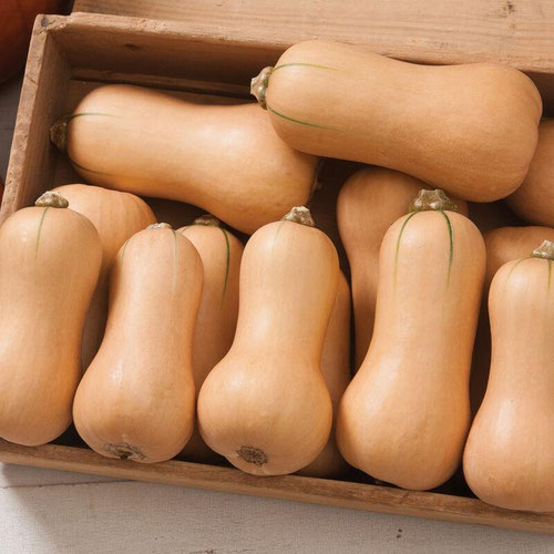Baby Butternut from Beason’s Farm & Market — Huntsville Food Hub