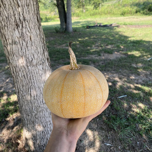 Winter Luxury - Pie Pumpkin from Beason’s Farm & Market — Huntsville Food Hub