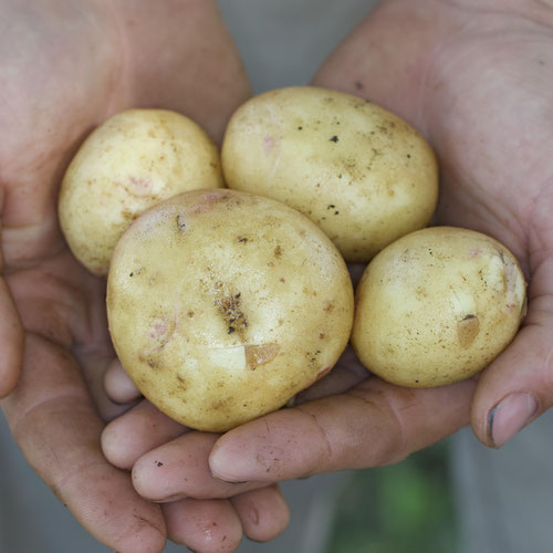 Yukon Gold from Beason’s Farm & Market — Huntsville Food Hub