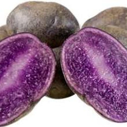 All Blues Potatoes from Whirlwind Farm — Huntsville Food Hub