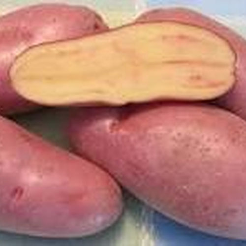 French Fingerling from Whirlwind Farm — Huntsville Food Hub