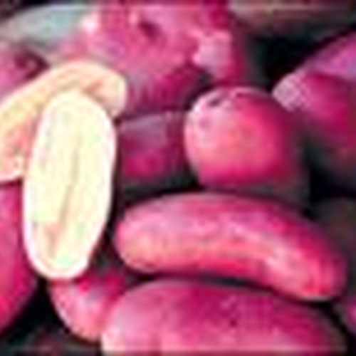 French Fingerling from Whirlwind Farm — Huntsville Food Hub