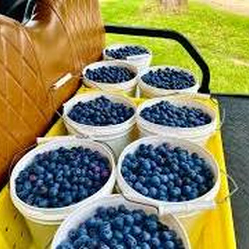 Blueberries, 1 Gallon from Whirlwind Farm — Huntsville Food Hub