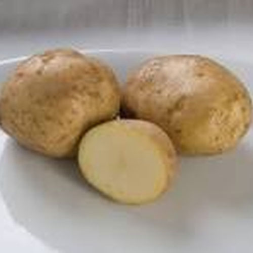 Kennebec potato from Whirlwind Farm — Huntsville Food Hub