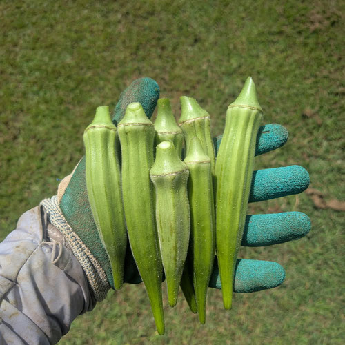 Okra - 1 pound from Limestone Acres Farm — Huntsville Food Hub