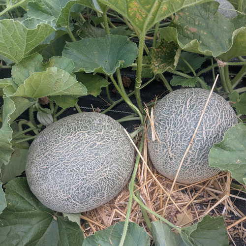 Cantaloupe from Limestone Acres Farm — Huntsville Food Hub
