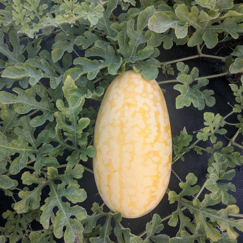 Watermelon - Gold in Gold from Limestone Acres Farm — Huntsville Food Hub