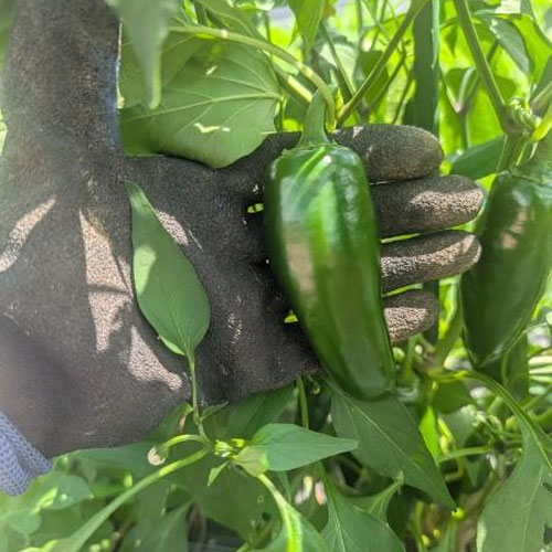 Jalapeños from Limestone Acres Farm — Huntsville Food Hub