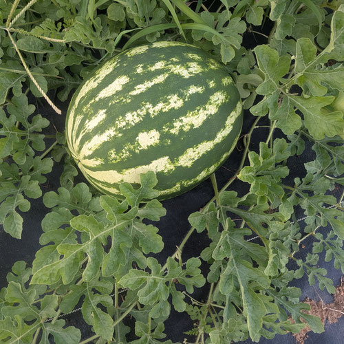 Watermelon - Crimson Sweet from Limestone Acres Farm — Huntsville Food Hub