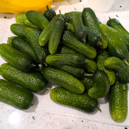 Cucumbers - 1lb from Limestone Acres Farm — Huntsville Food Hub