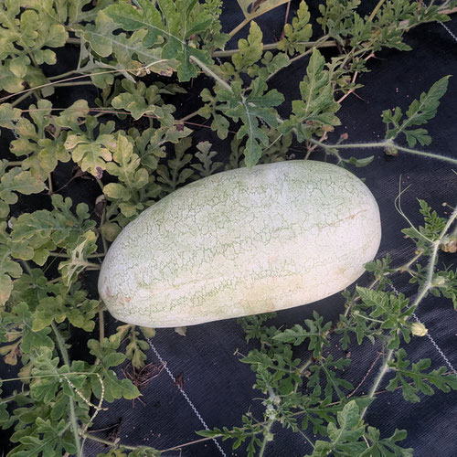Watermelon - Charleston Grey from Limestone Acres Farm — Huntsville Food Hub