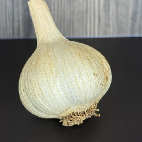 Italy hill hardneck garlic from Wicked Garlic — Huntsville Food Hub